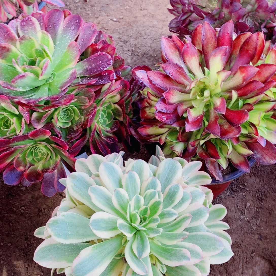 韶华奶白锦辛尼亚