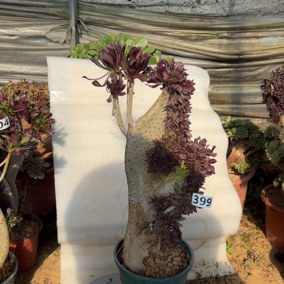 有伤黑缀399高度40