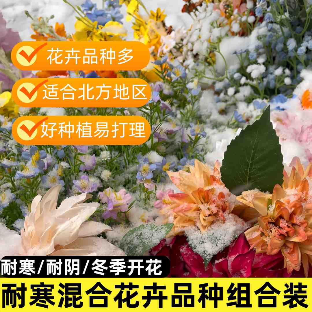 【直播专享】耐寒北方野花组合花海好播种格桑花种籽太阳花四季开花