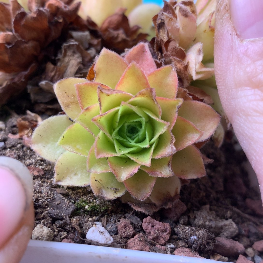 不***缘一物一拍孤品侧牙福利619