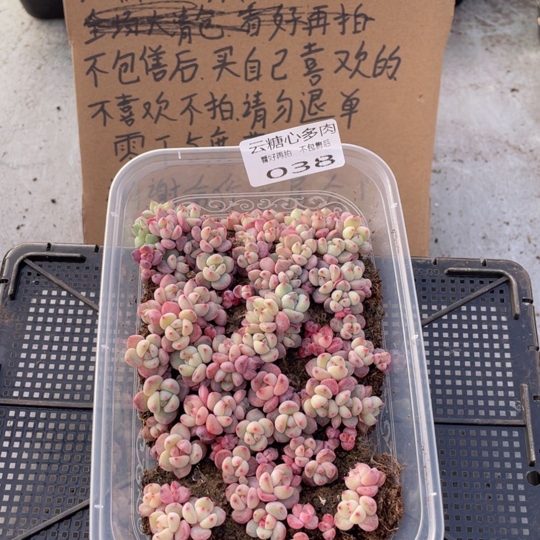 云糖心多肉植物38
