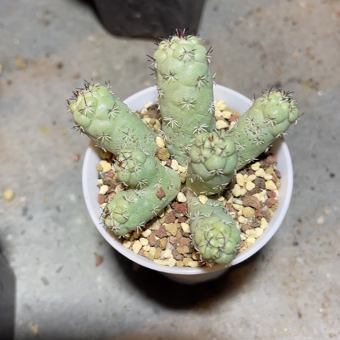 帝王丸大群一物一拍