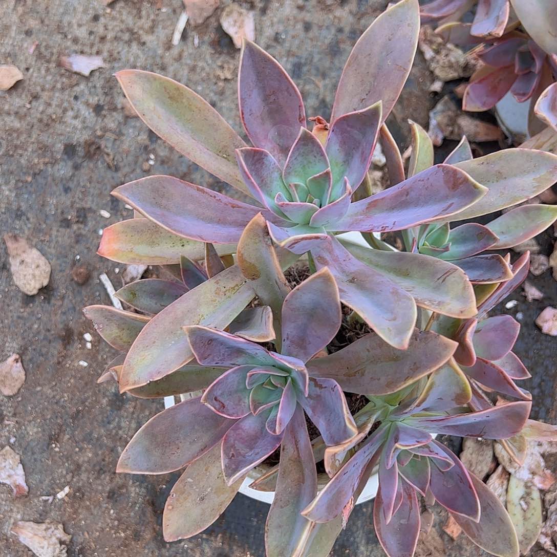 太妃糖 多肉植物