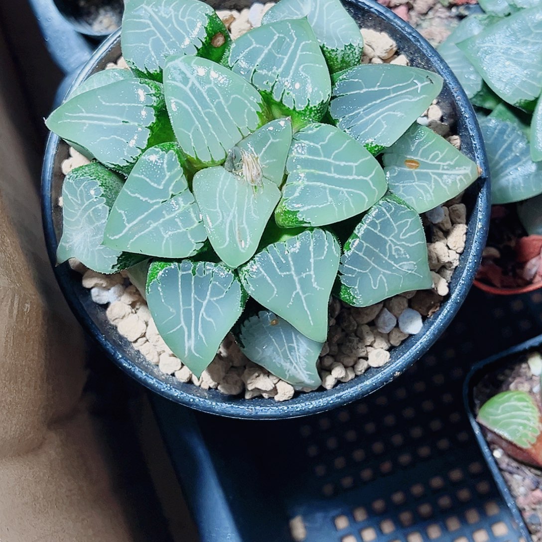 母本挽叶云窗月影寿