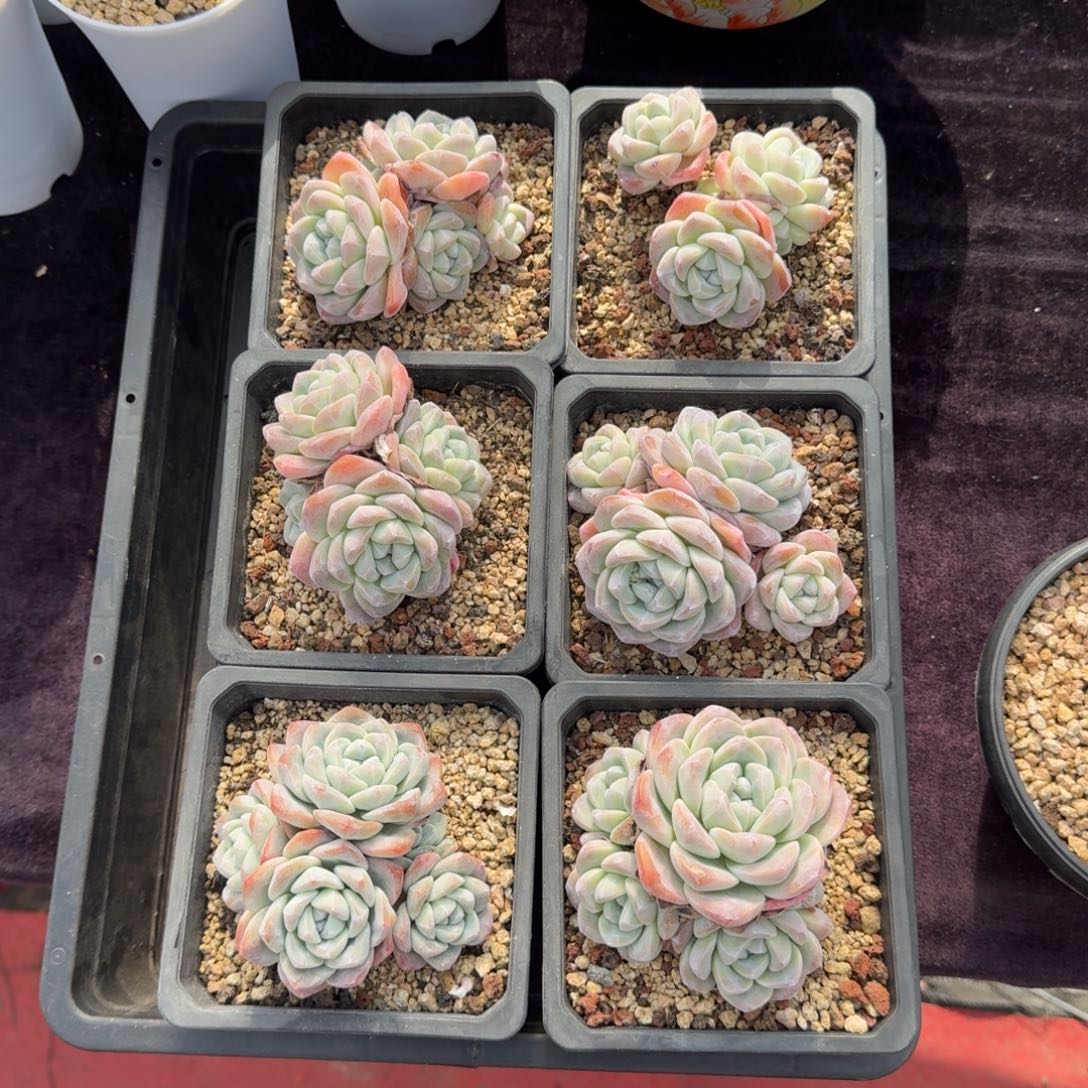 6颗一起一物一拍的