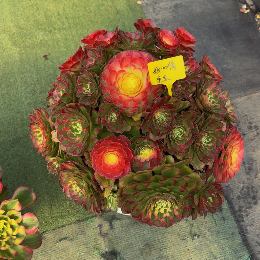 海仙法师锦88888888