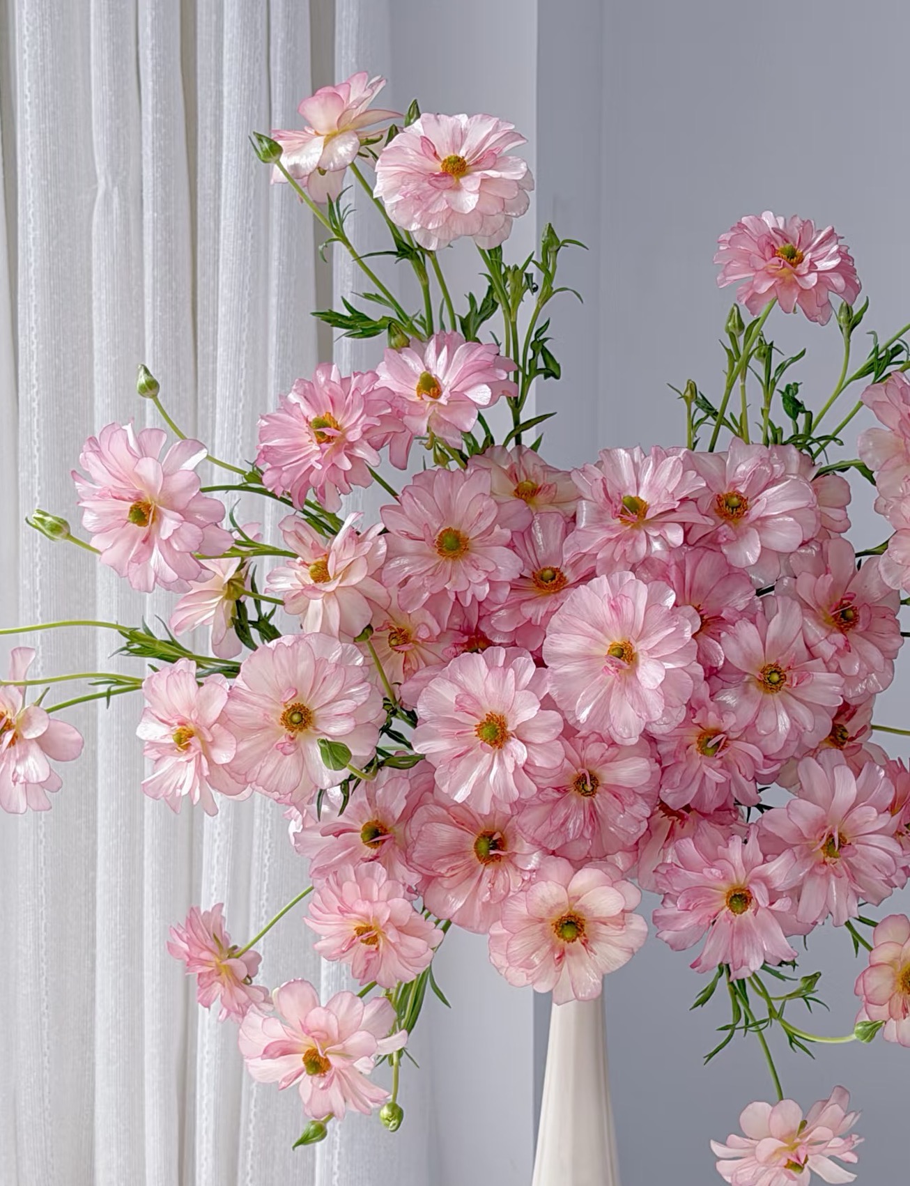 【猪笼草】云南基地直发鲜花