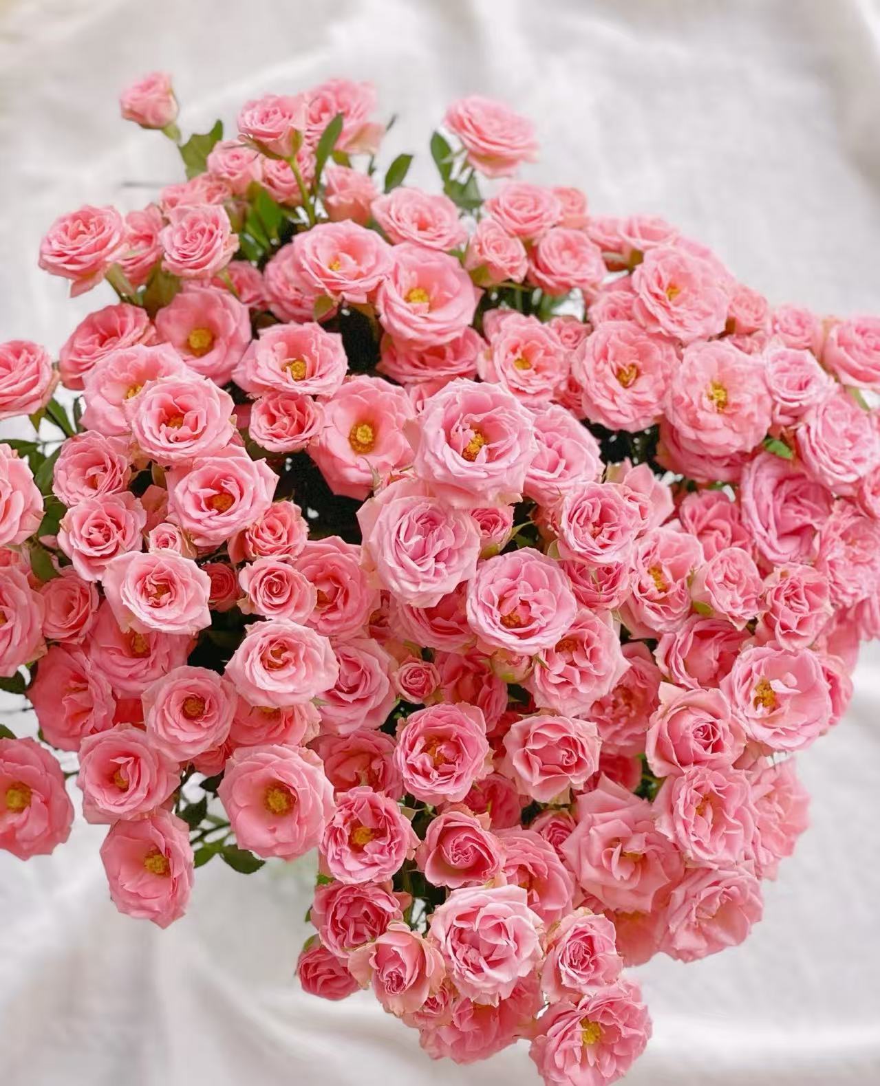 【露露公主多头玫瑰】 【稀有小众多头玫瑰】云南鲜花批发基地直发