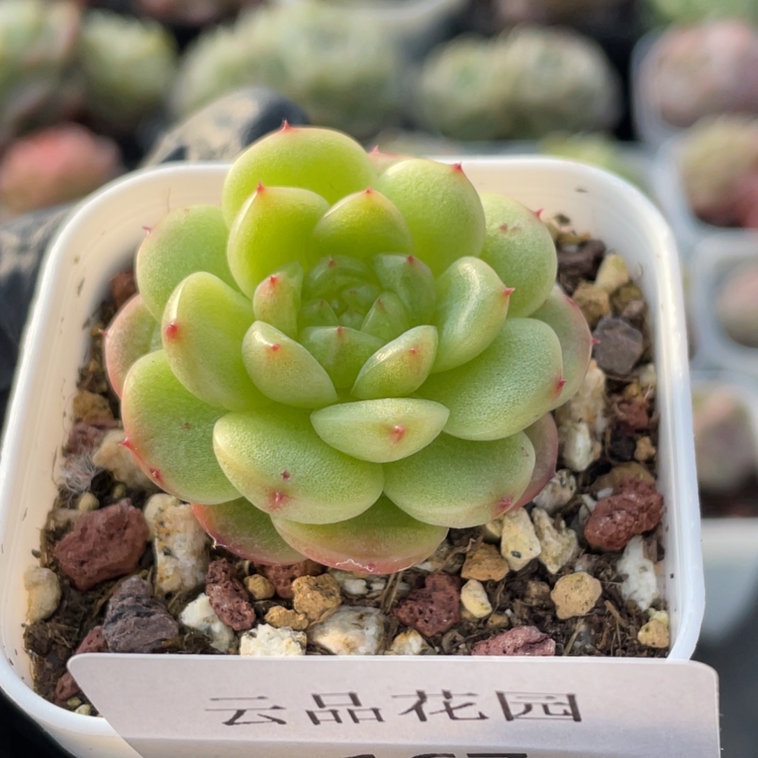 167号糖心冰心珍妮 灯泡珍妮