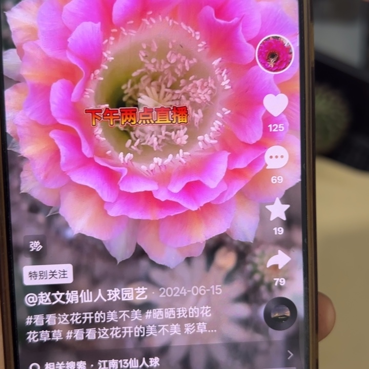 仙人球侧芽歪彼岸