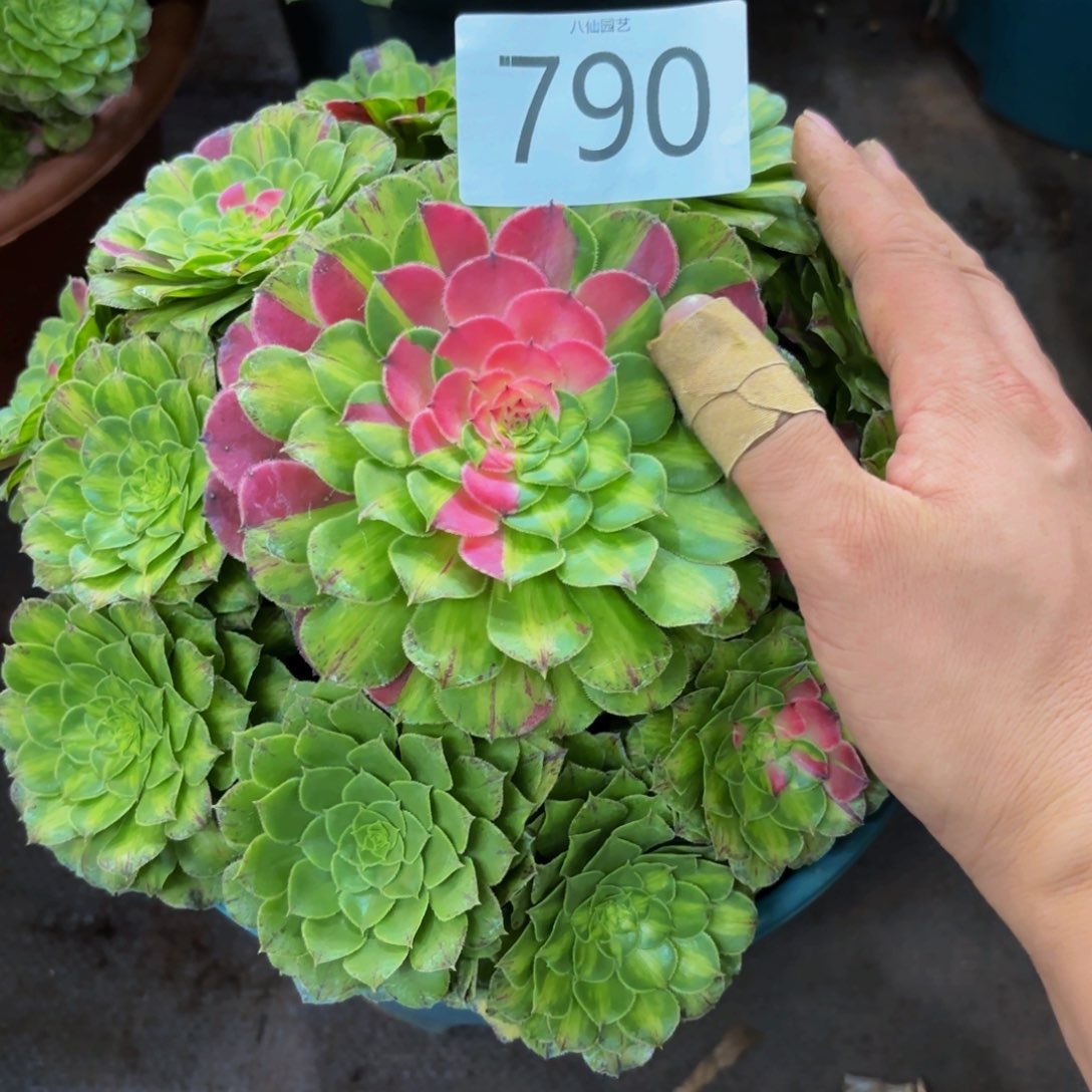 790多肉植物知否特价