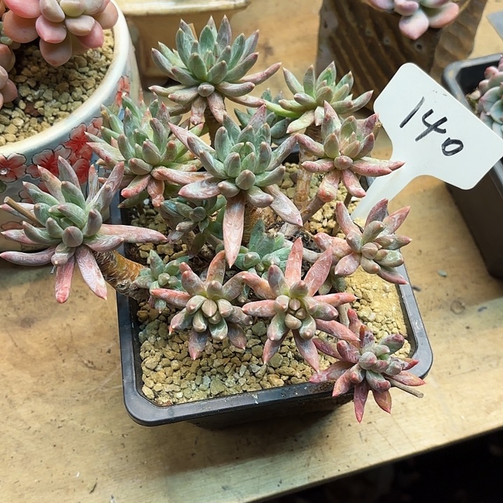 多肉植物，炫彩星140号