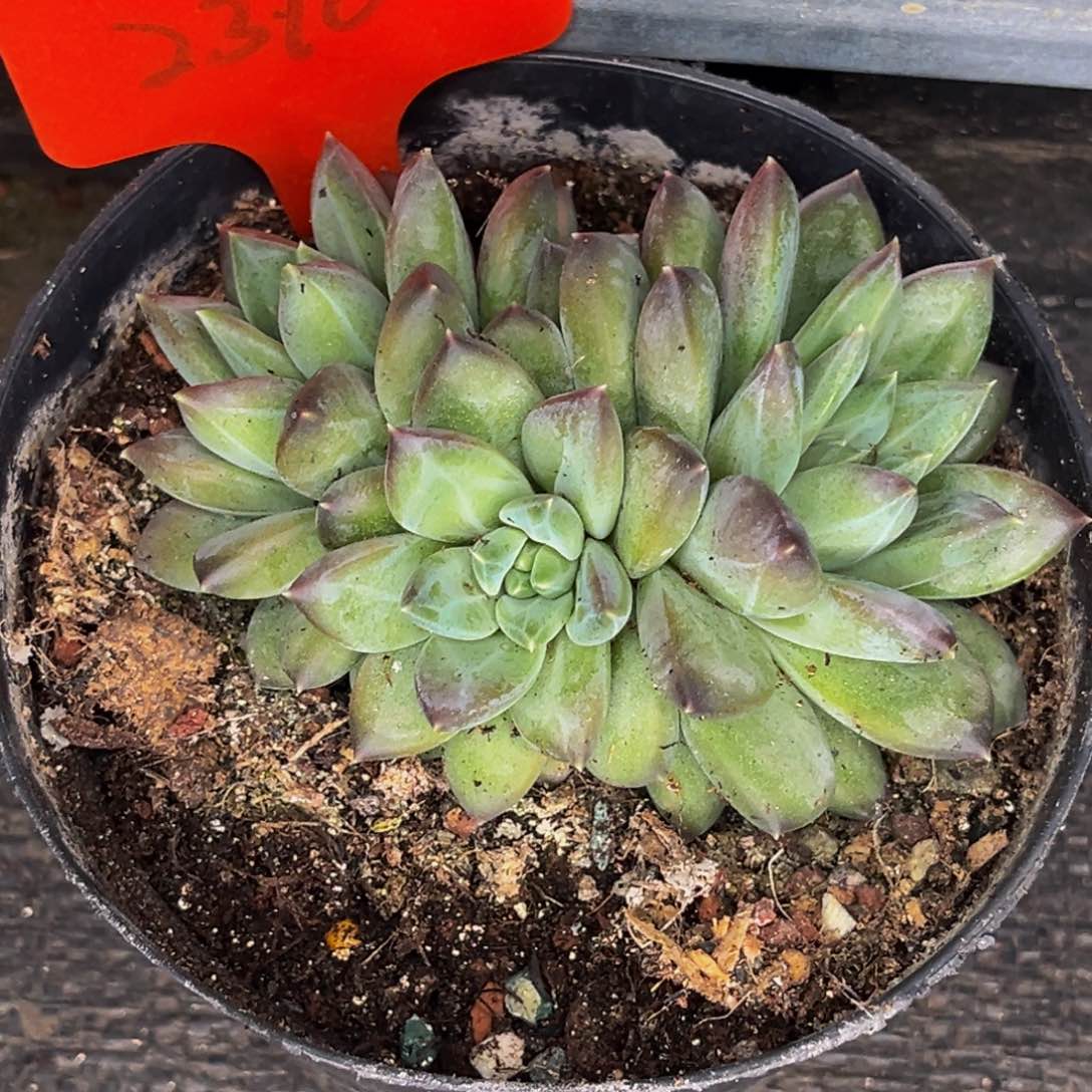 2310号晚上多肉植物群生多肉植物