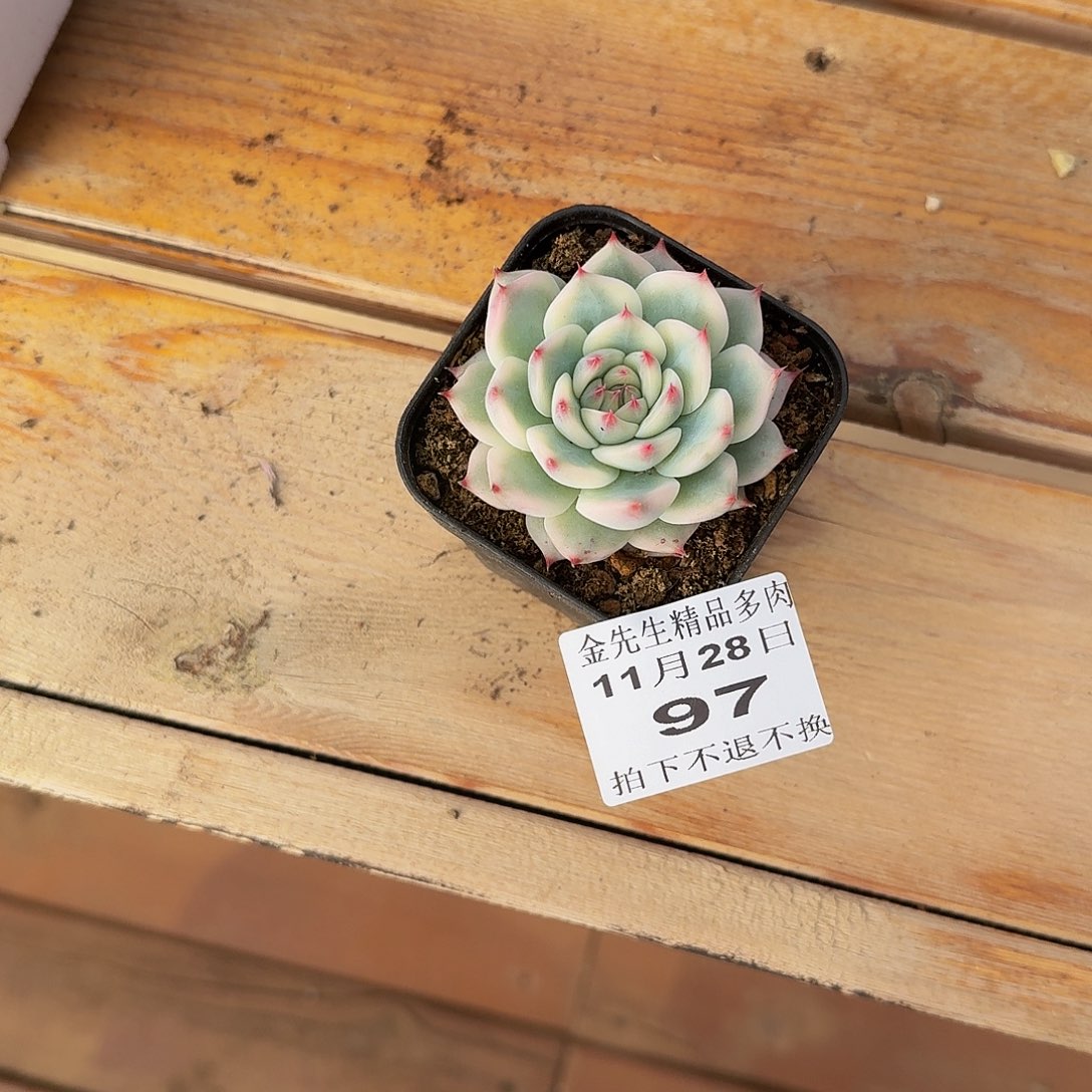 木***子1128-97吉娃娃锦单头