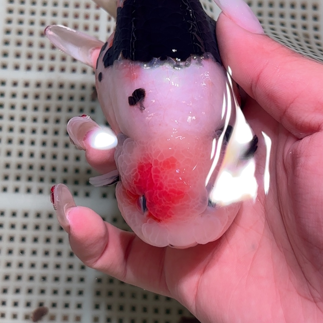 ՞****金鱼拍包装包邮不拍包装运费到付