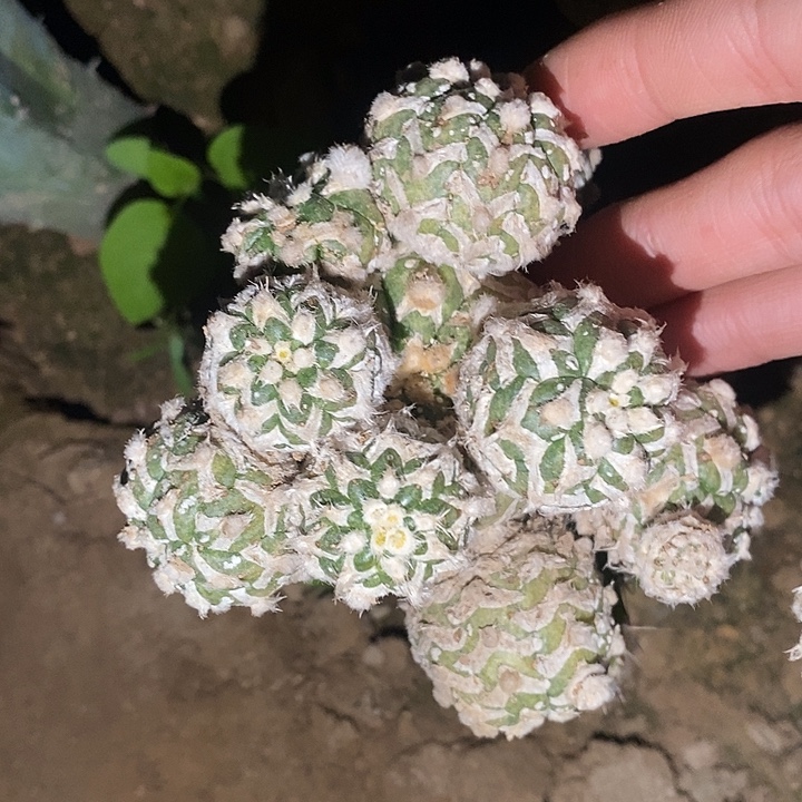 三角接琉璃v兜群精选