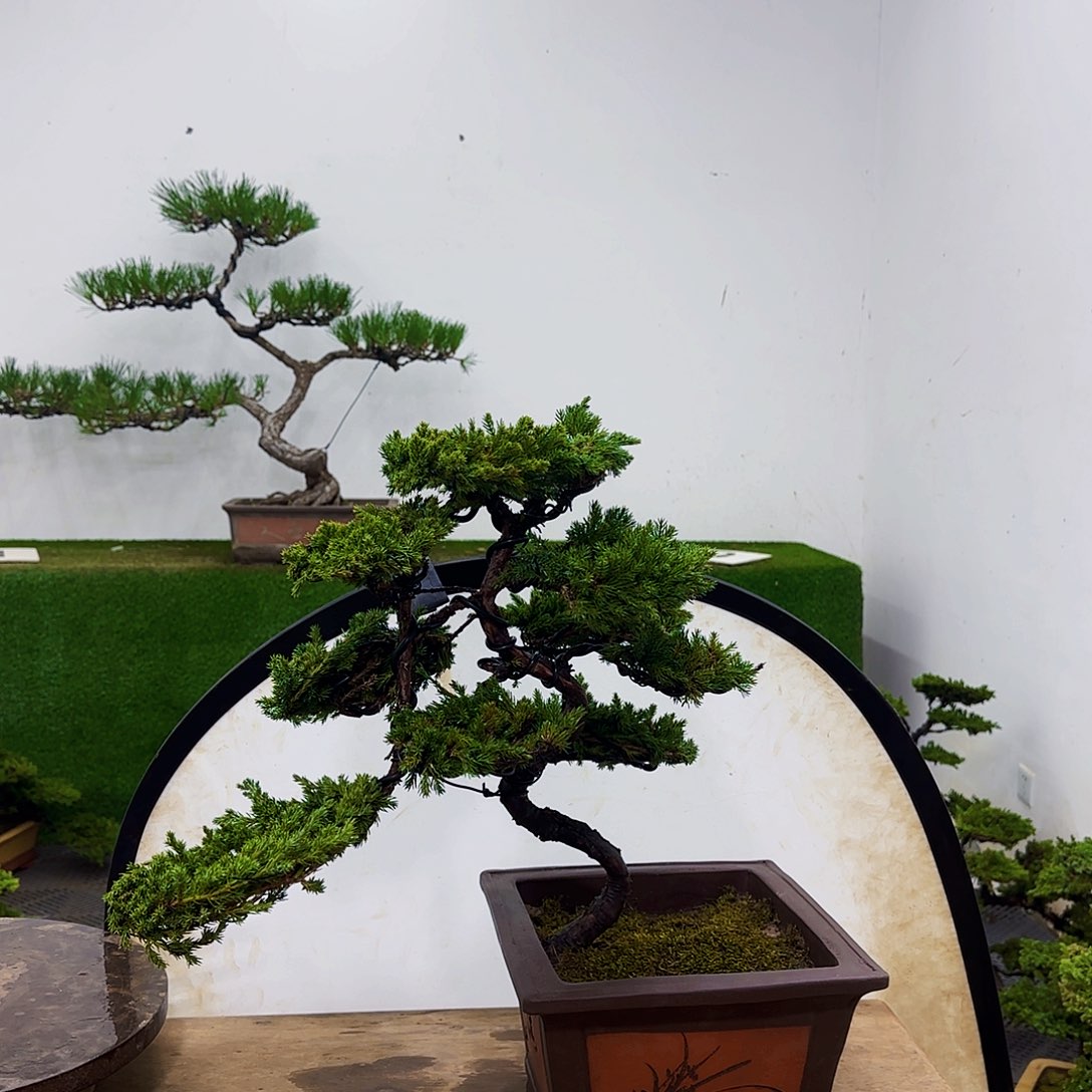 萤*不带盆盆景盆景