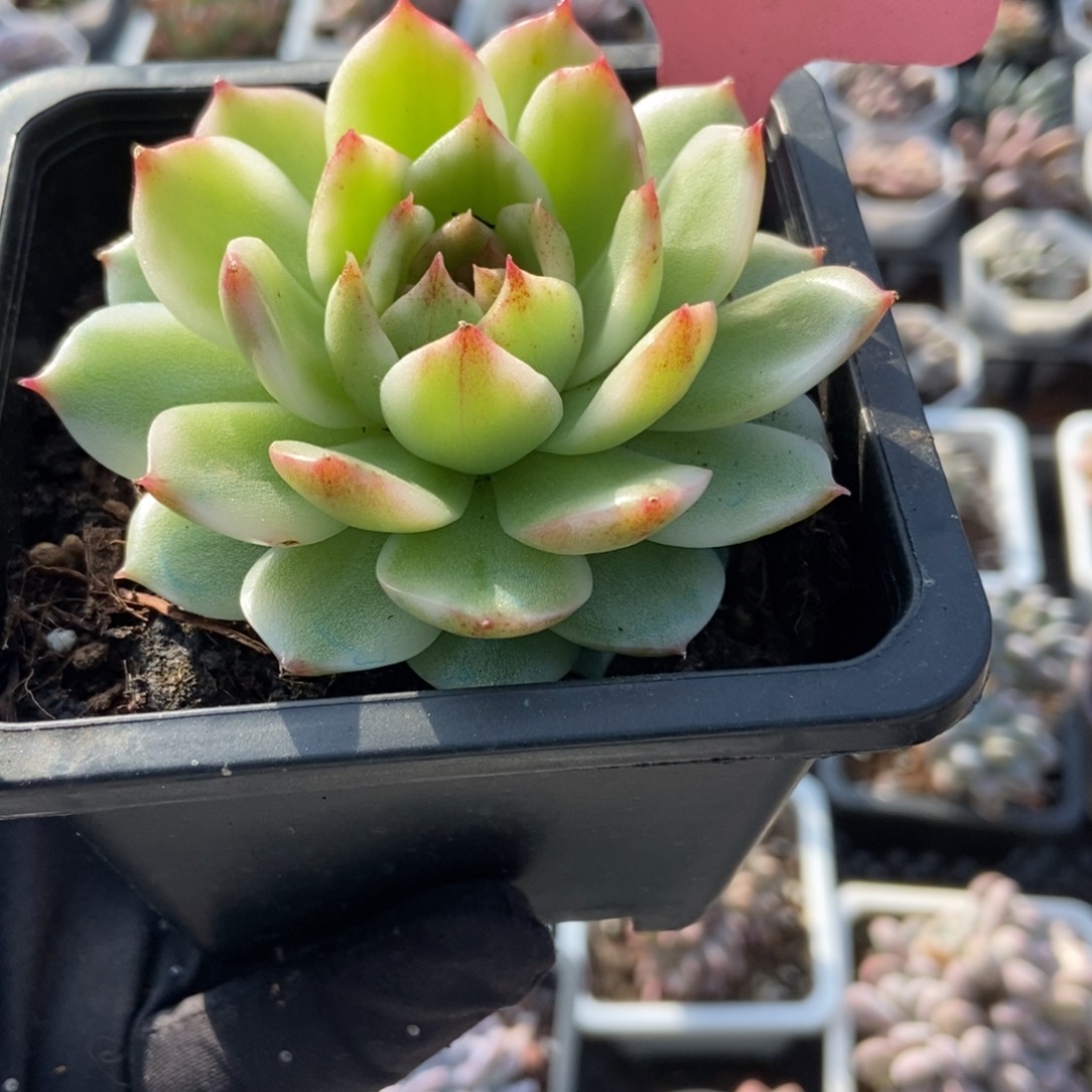 358水晶玫瑰锦多肉植物