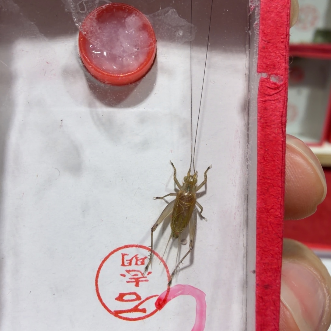 蟋蟀石老师沪C一条