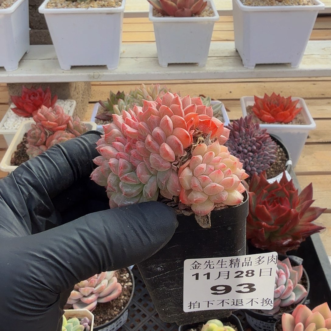 1128-93甘露缀化a