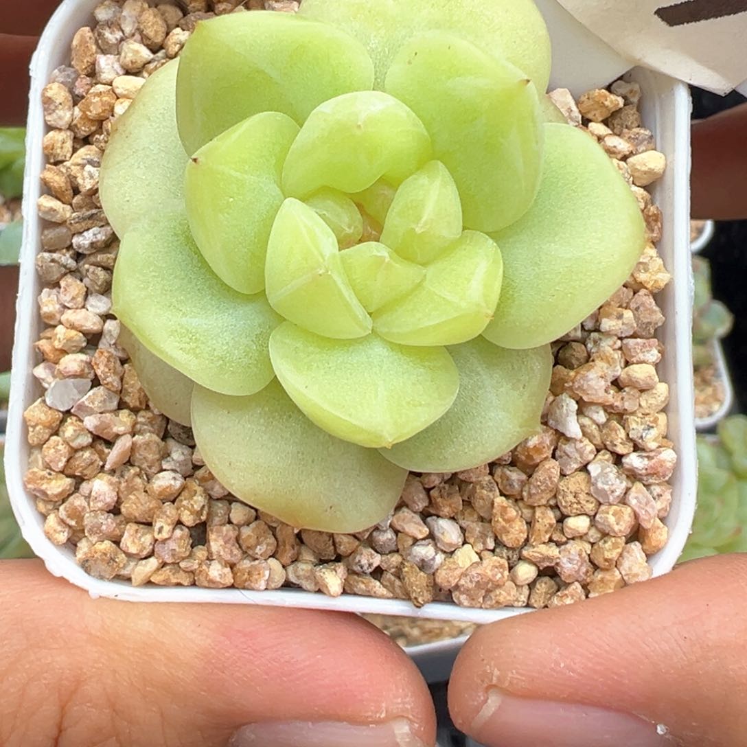 229号珍妮晗雨多肉植物