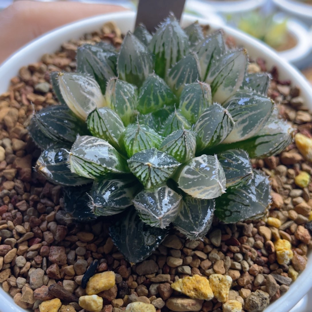 18.十二卷多肉楼兰玉露锦。    