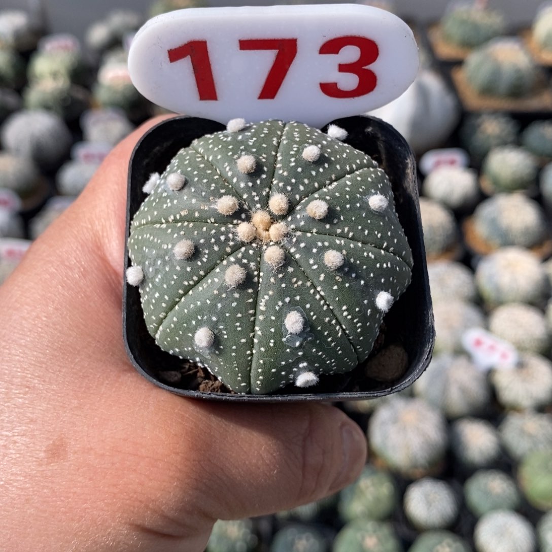 173海星福利兜哦