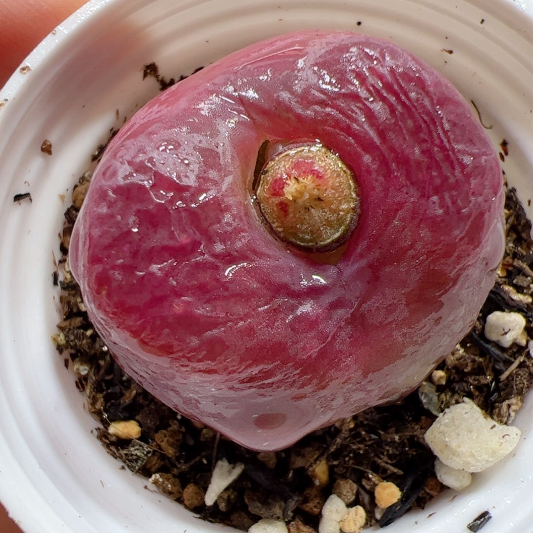 【闪购商品】96 带盆