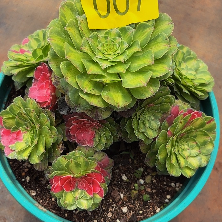 多肉植物知否007个