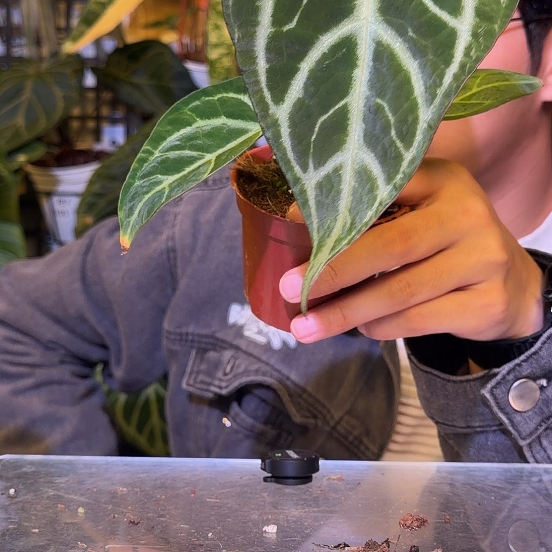 完全开放F630 SKG银杂粉脉撕裂纹