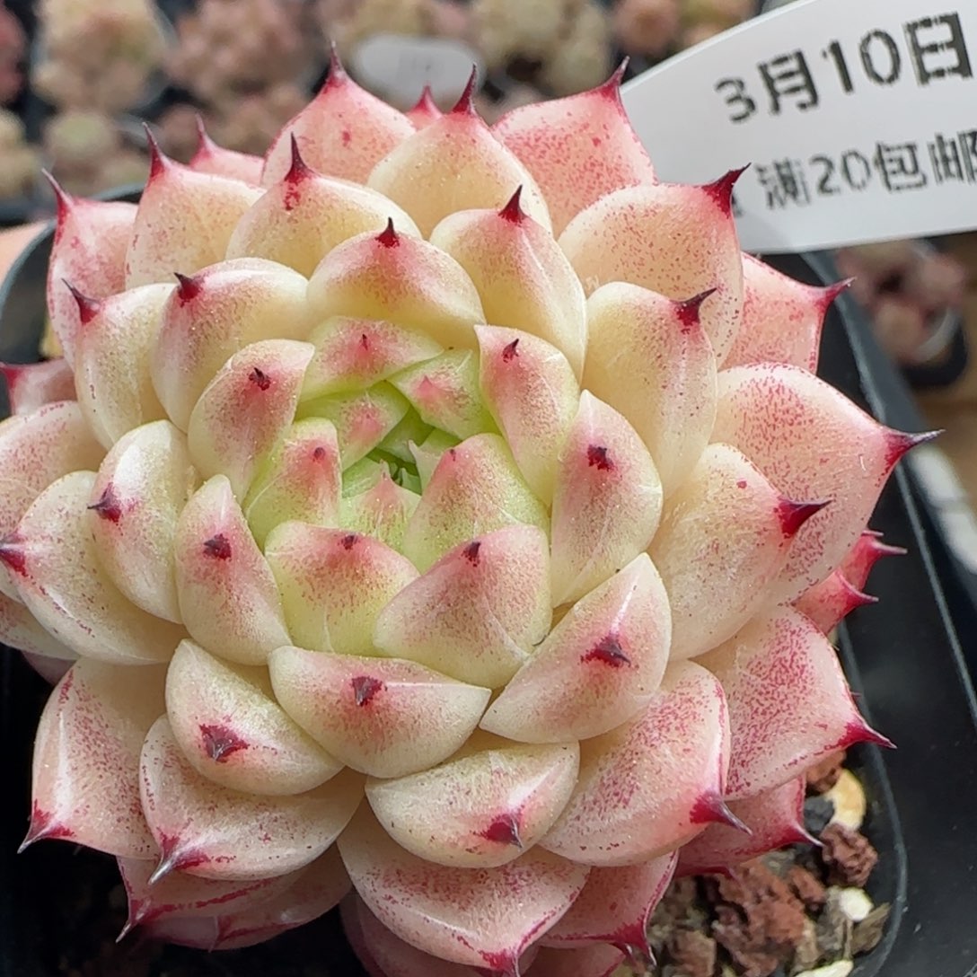 花语逸境0310-57