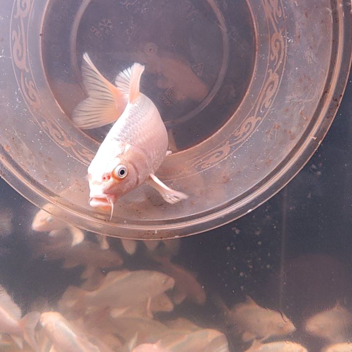 海水鱼白色蝴蝶鲤