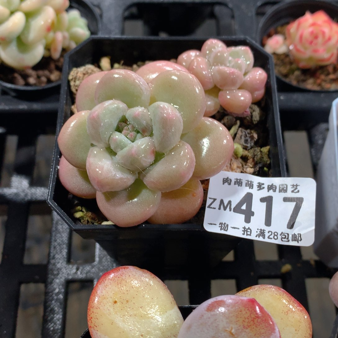 肉萌萌拇指盆精控多肉ZM417