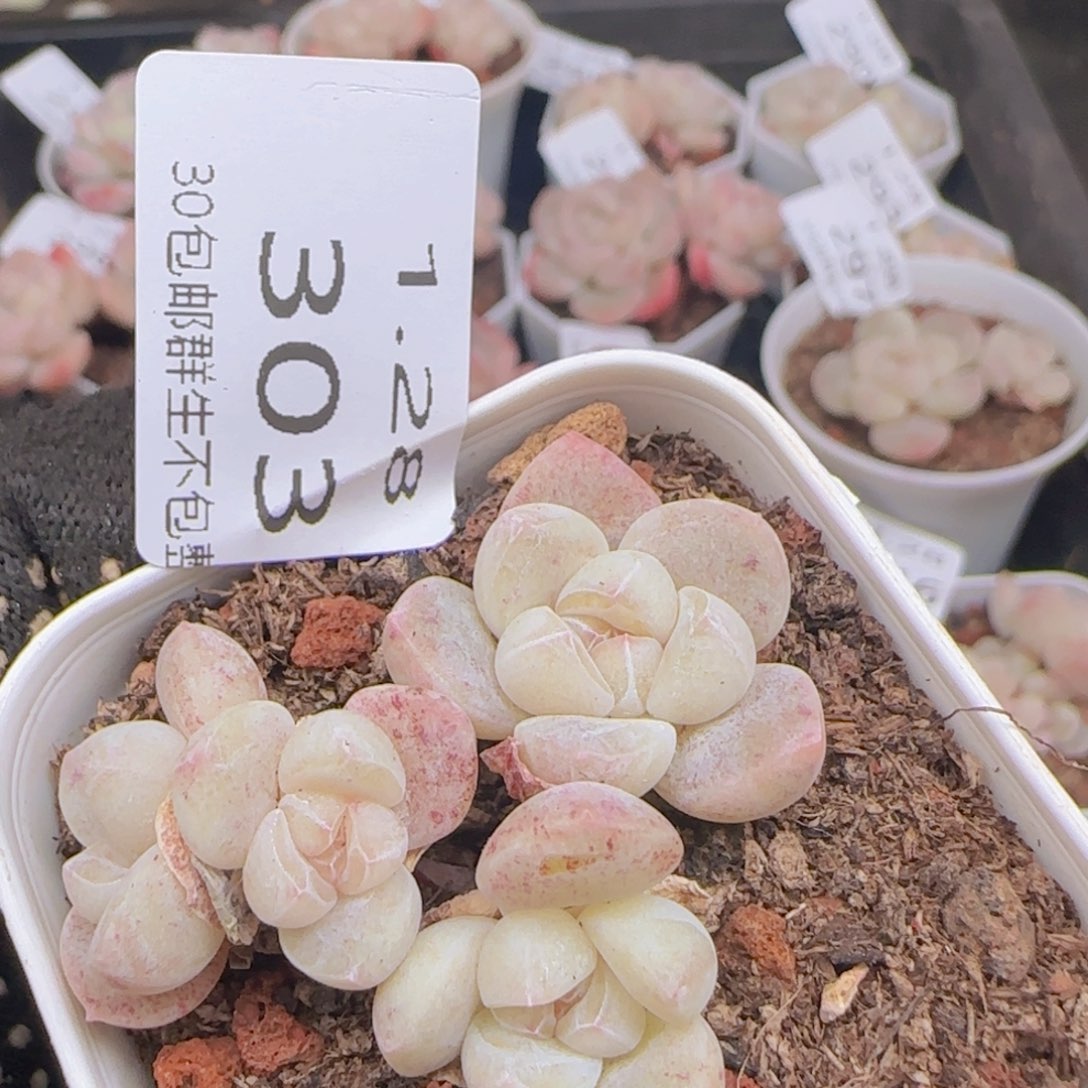 四头糖心冰玉一颗脱土