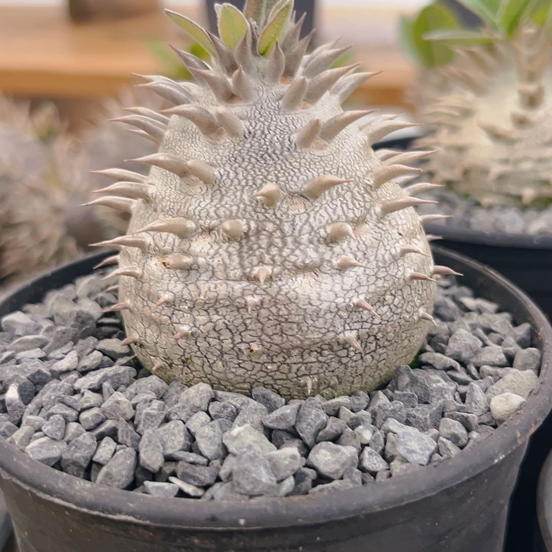 惠比大黑蒙古包款11502号