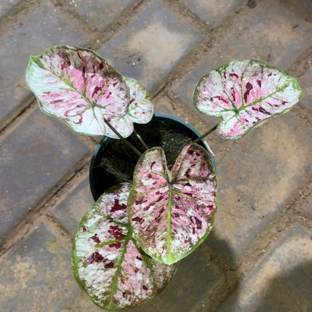 下播福利花木兰1120