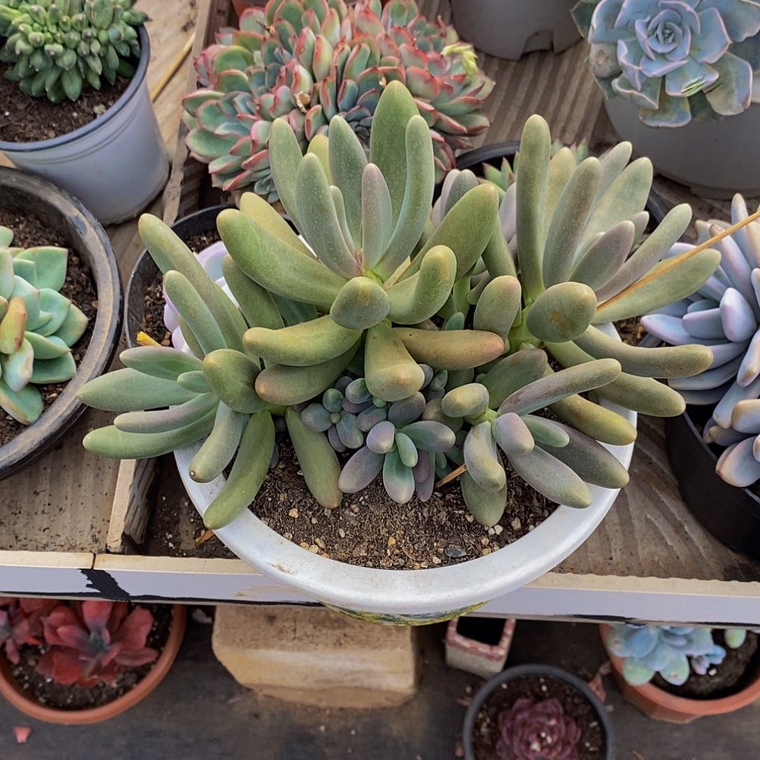 用****948包邮一物一拍多肉植物