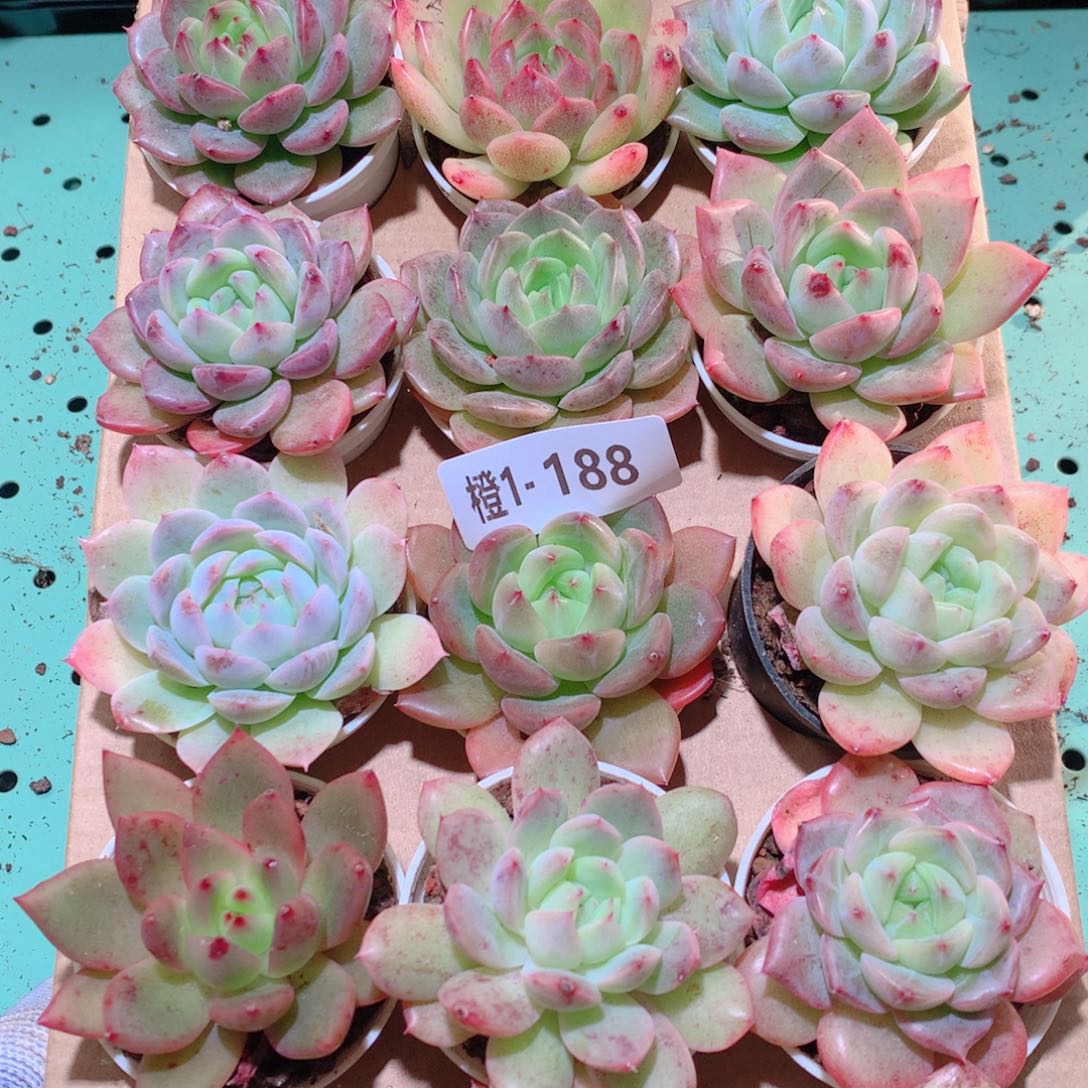 1-188一物一拍多肉带盆18颗