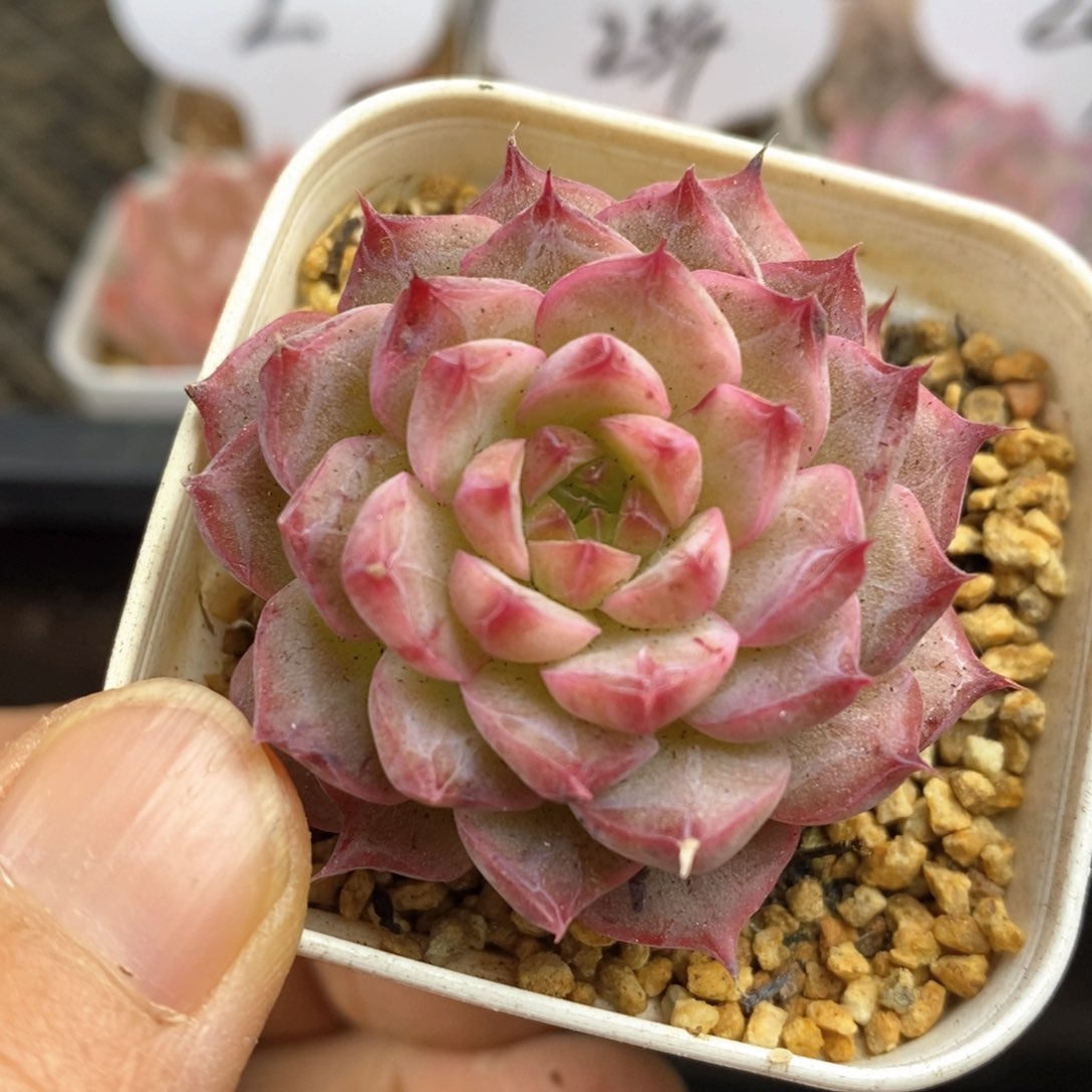 精品多肉一物一拍139