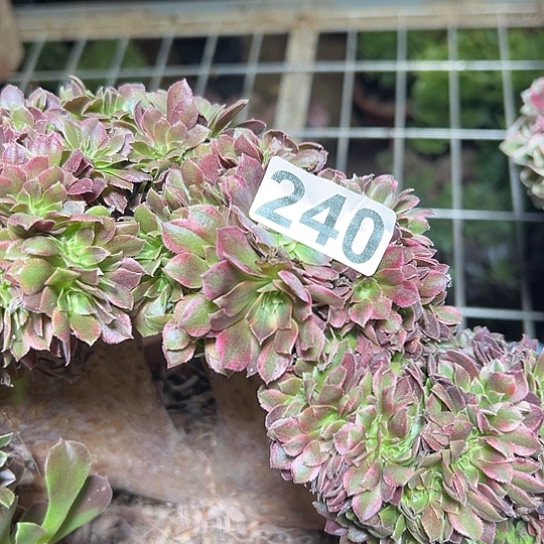 琦***号多肉植物一个香非240