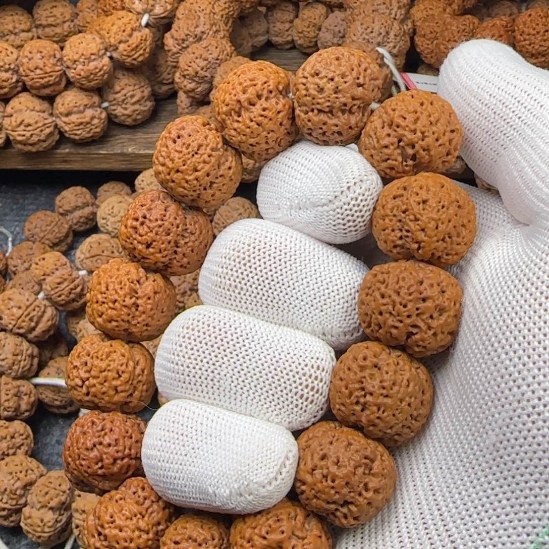 菩提金刚菩提21菠萝蜜