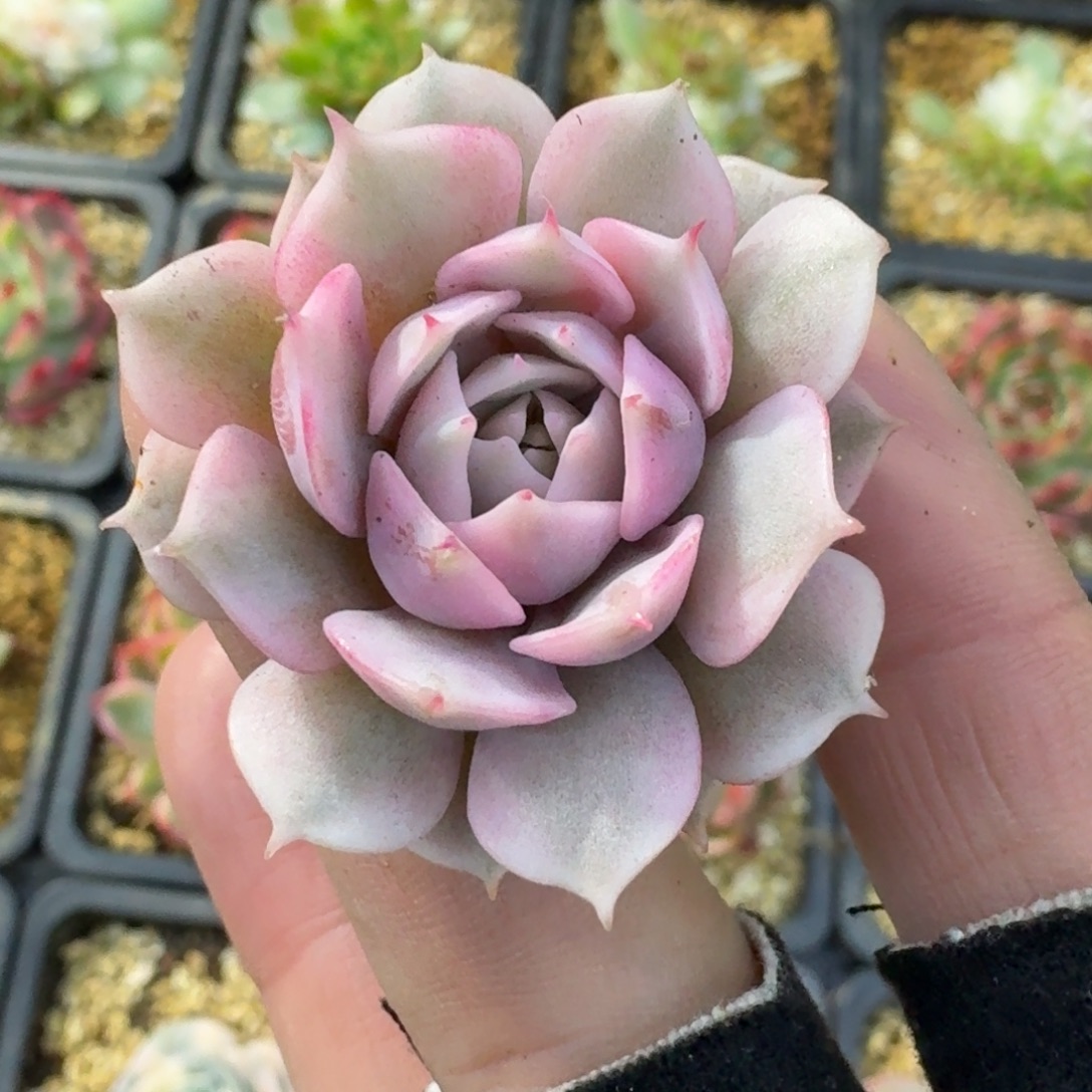 粉蝶覆轮，量拍好看