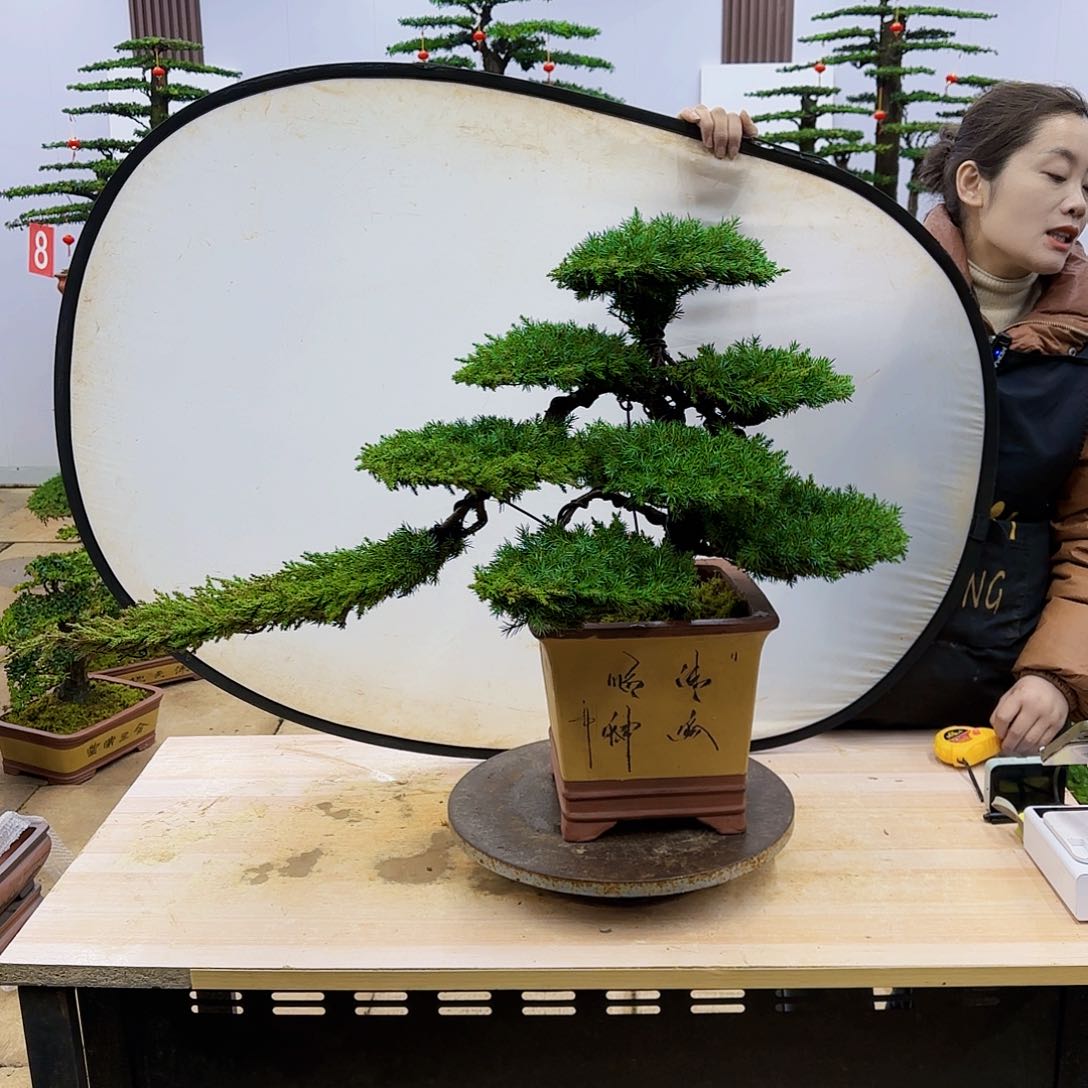 盆景直播间一物一拍