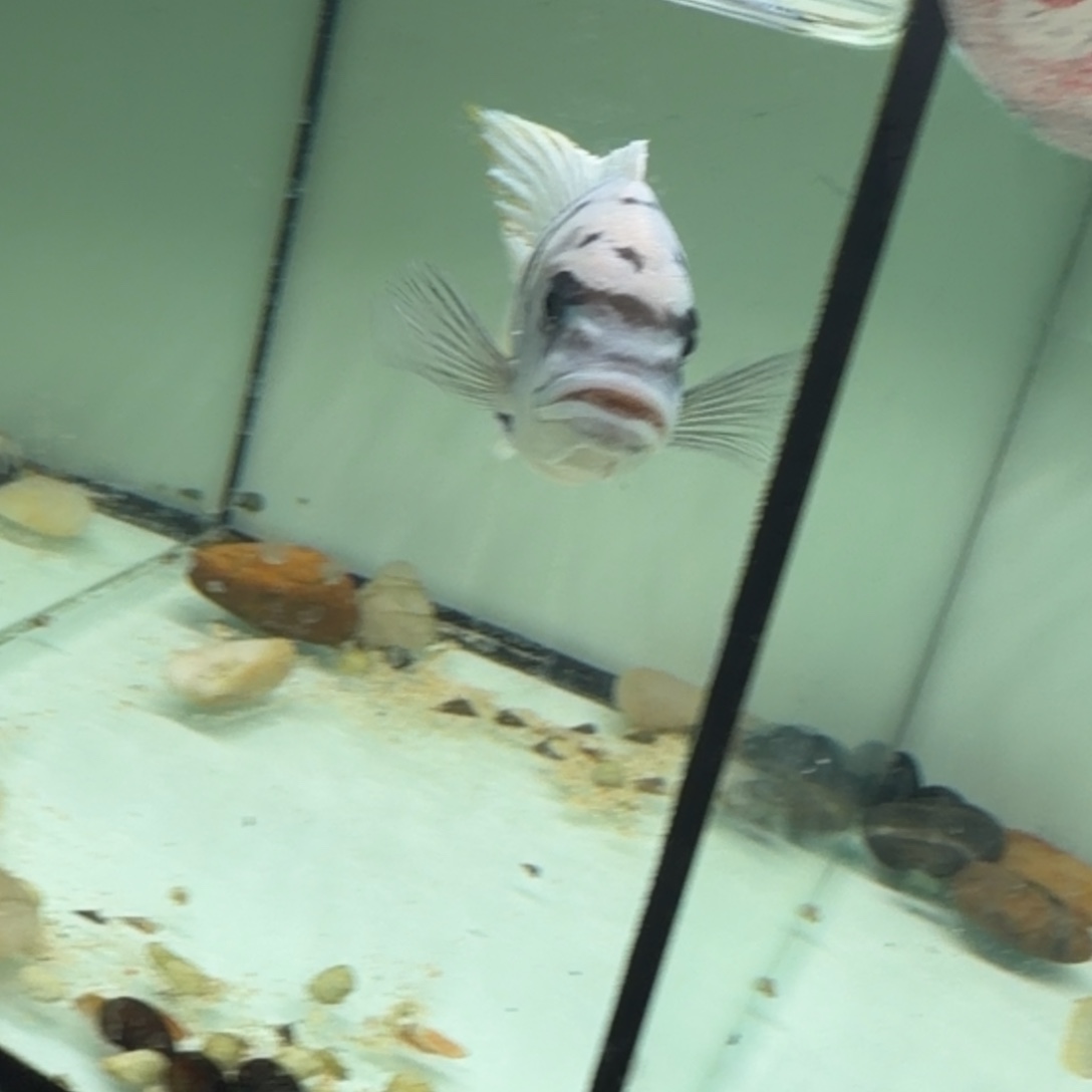 卡***哥海水鱼大骷髅特价