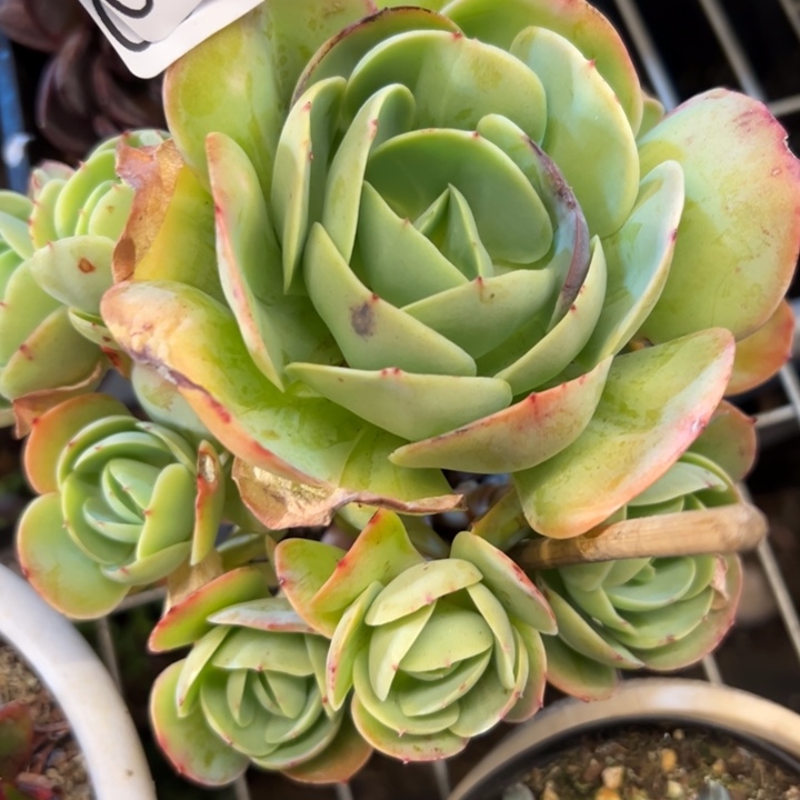 幸运儿是一位非常幸运