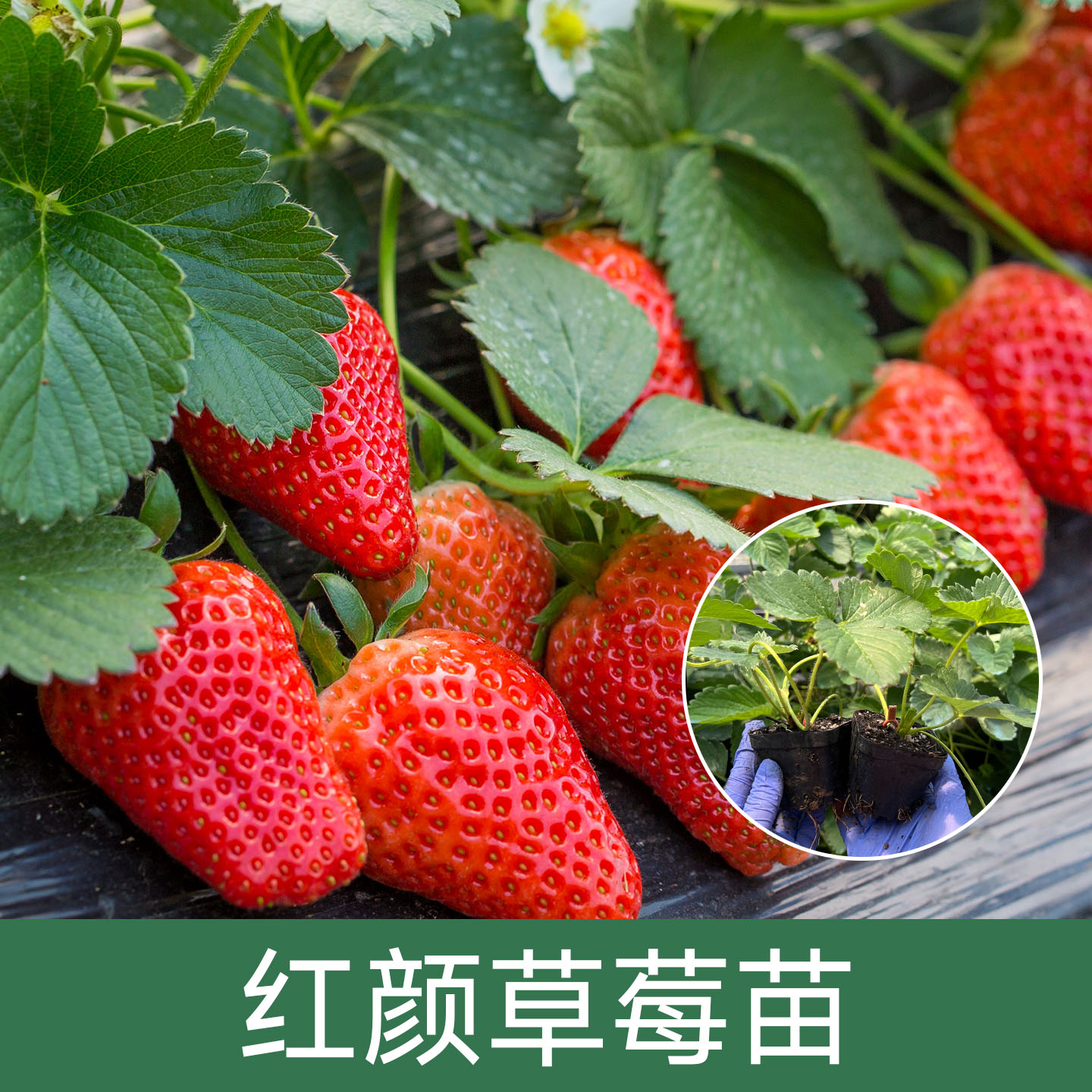 【红颜草莓苗穴盘苗/钵苗】基地直发盆栽庭院可四季种植