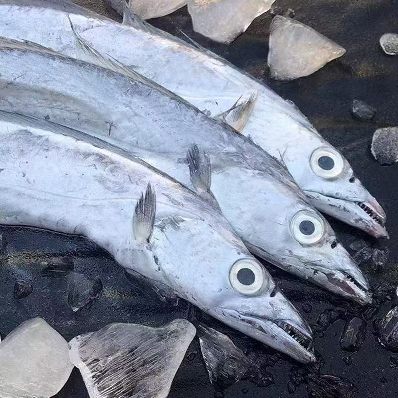 威海特产纯野生渤海湾小眼油带鱼单条规格4-6两净重4斤