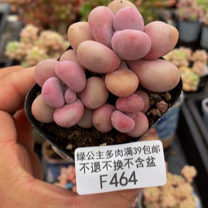 桃蛋6cm464多肉植物