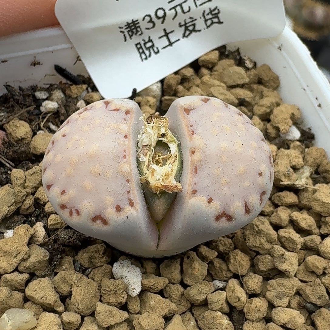 291多肉哈哈哈哈哈哈