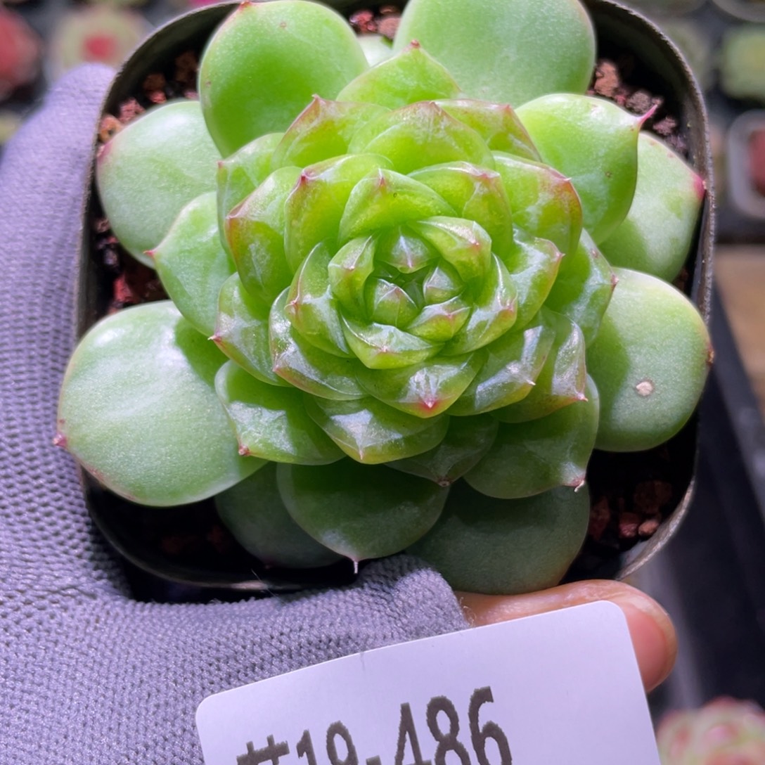 花利美19-486新品